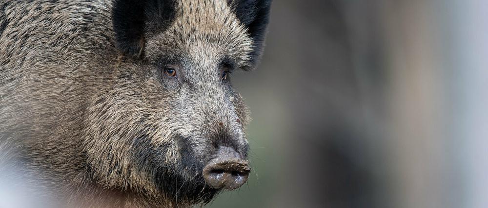 Erneut wurden Fälle der Afrikanischen Schweinepest in Westpolen bekannt.