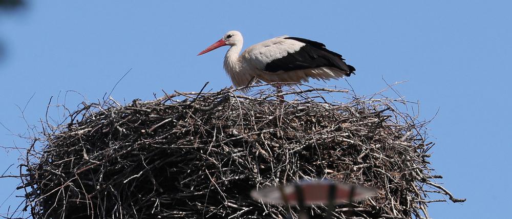 Ein Storch in seinem Nest im Potsdamer Stadtteil Drewitz.