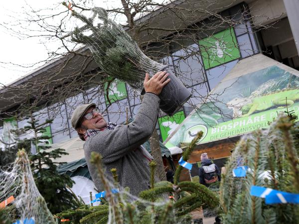 Nach dem Fest werden die Weihnachtsbäume von Landschaftsgärtner Andreas Frædrich wieder eingepflanzt.
