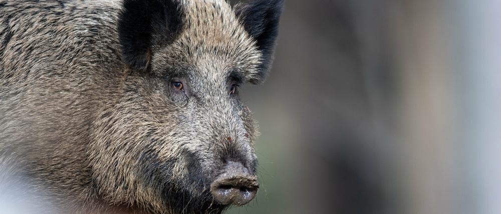 Ein Wildschwein steht im Tier-Freigelände im Nationalparkzentrum Lusen im Wald.