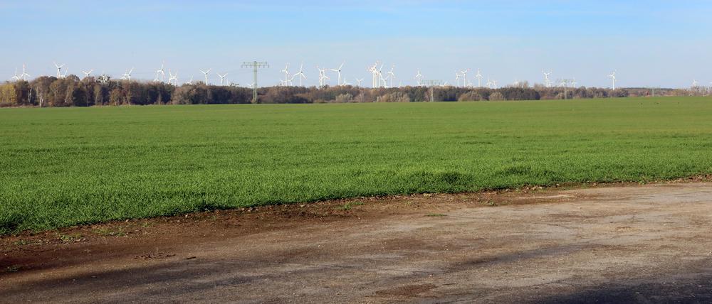 Das Feld der Agro Uetz-Bornim GmbH mit besonders hoher Bodenqualität. 