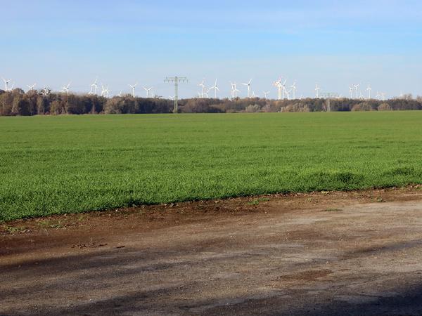 Das Feld der Agro Uetz-Bornim GmbH mit besonders hoher Bodenqualität. 