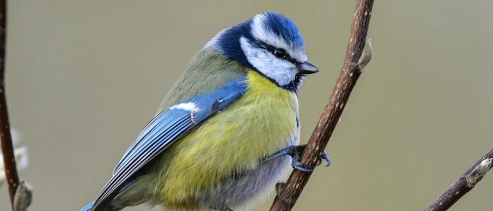 Blaumeisen und andere Vögel soll man bei der Stunde der Wintervögel zählen. 