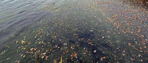 Dichter Teppich aus Wasserpflanzen im Heiligen See.