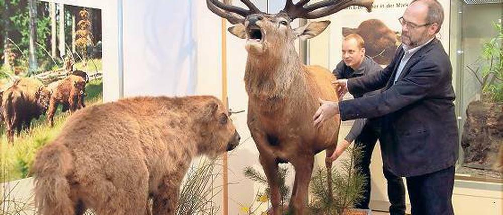 Der röhrende Hirsch ist eines der neuen Exponate in diesem Jahr. Doch viele der Tiere in den Kühlzellen des Museums können nicht präpariert werden.