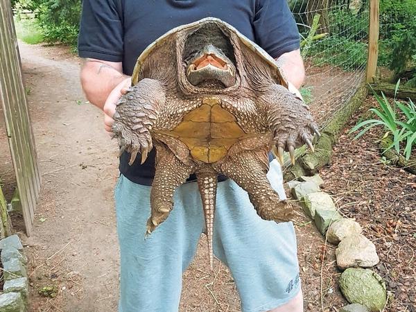Ein Lauerjäger: Die 20 Kilo schwere Schnappschildkröte ist sehr gefährlich.