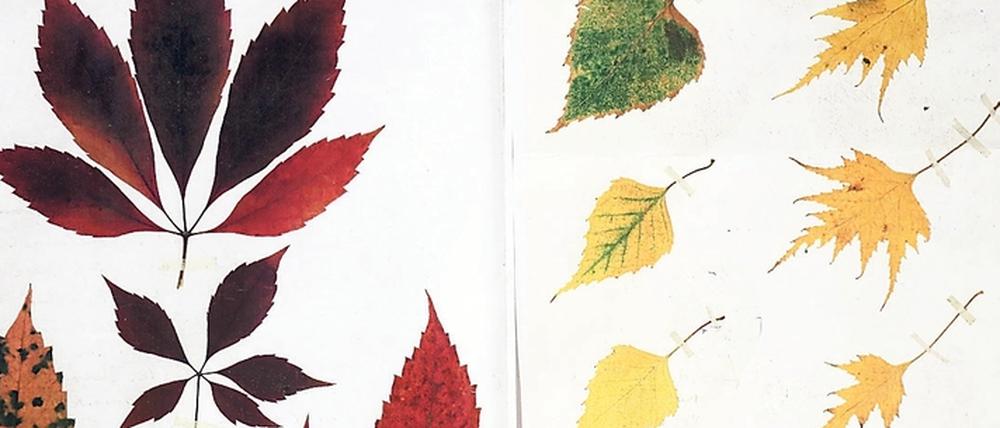 Künstler Manfred Butzmann zeigt in „en détail“ Kopien aus seinen Tagebüchern – worin er Blätter der Farbe nach sortiert hat.