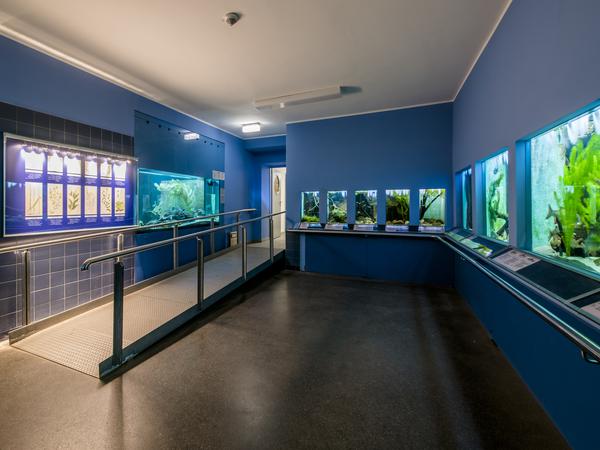 Die Aquarienanlagen im Untergeschoss des Naturkundemuseums werden saniert und neugestaltet.
