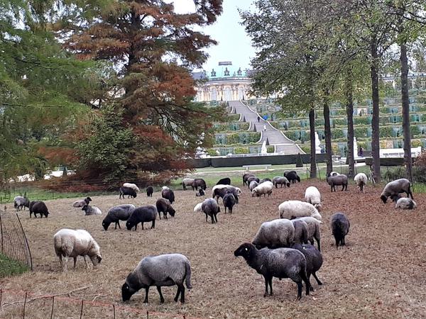 Schafe vor Schloss Sanssouci  - so wie im vergangenen Jahr mähen (hahahaha!) die Tiere auch dieses Jahr die Wiesen im Park.