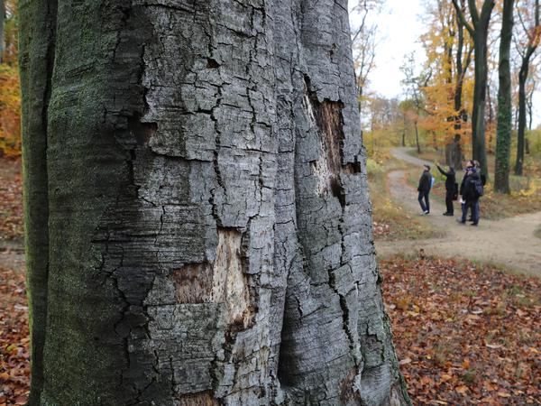 Brüchiges Holz gibt es in allen Schlossparkanlagen - wie hier im Park Babelsberg.