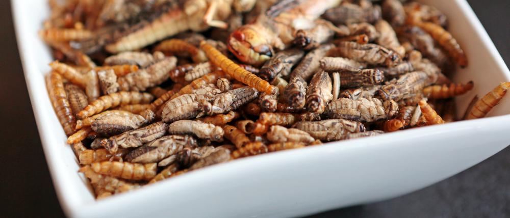 Beim "Insecta"-Kongress ging es um Nahrungsmittel aus Insekten - hier ein Foto der Teltower Firma "What the bug", die sich auf Insektensnacks spezialisiert hat.