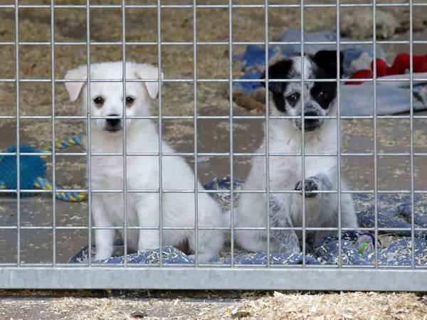 Zwei Hunde, die an neue Besitzer vermittelt werden sollen.