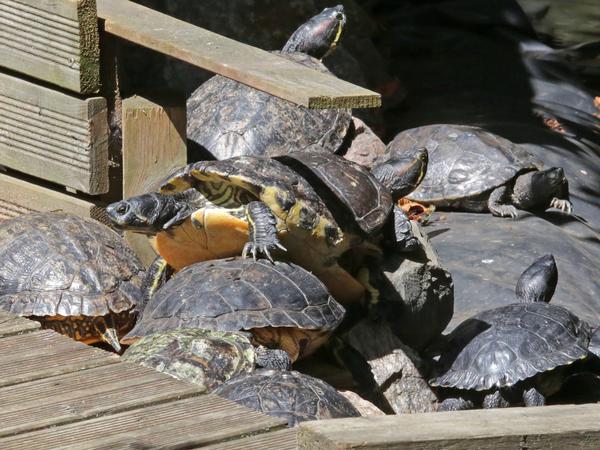 Schildkröten auf dem Hof der Tierretter in Geltow.