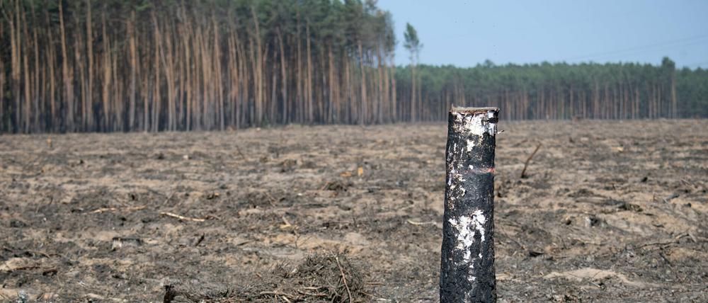 Stamm einer Birke auf einer vertrockneten ehemaligen Waldfläche in Brandenburg, die bei einem Feuer 2018 abgebrannt war.