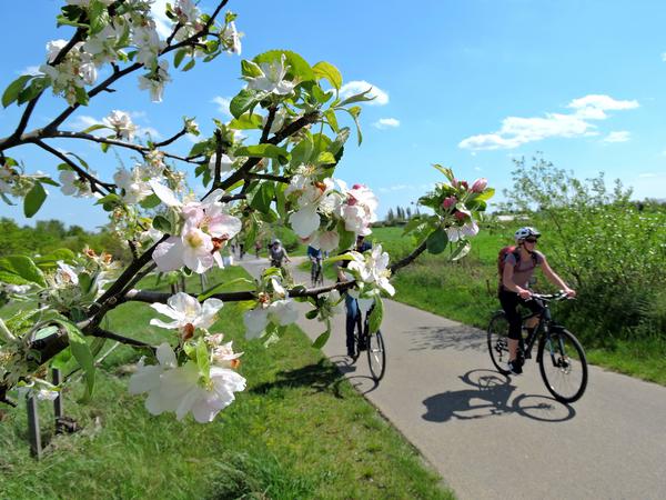 Auf dem Obstpanoramaweg sind vor allem Radfahrer unterwegs. Zum Baumblütenfest gab es aber auch Busfahrten. Ob sie stattfinden, ist noch offen.
