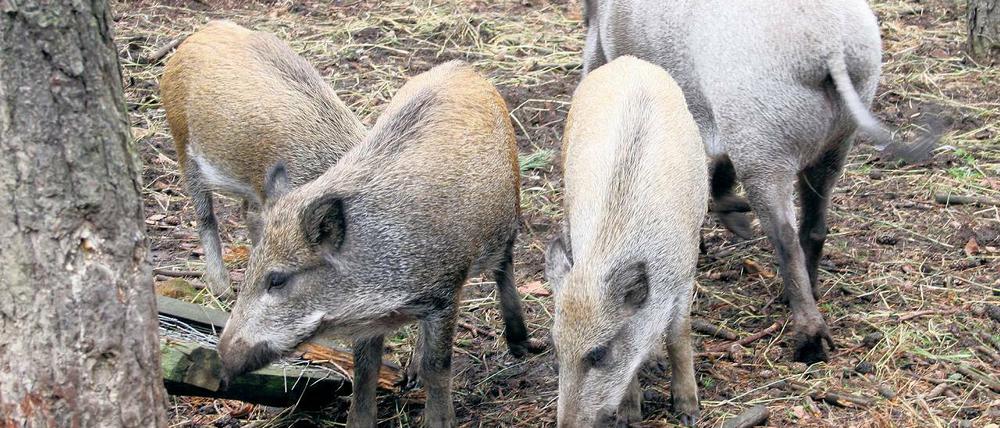 In den waldreichen Gebieten etwa in Stahnsdorf oder dem Kleinmachnower Norden ist es schwer, Wildschweine zu schießen. Die Population wächst weiter.