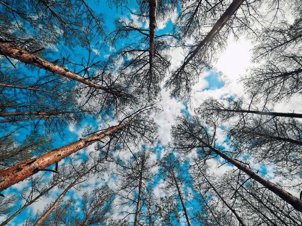 Laut Forstbehörde droht ein Kahlschlag schon in diesem Sommer, tote Bäume erhöhen die Waldbrandgefahr.