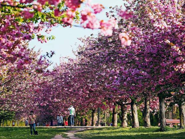 Kirschblüten-Hanami. Ende April bis Anfang Mai verwandelt sich die Kirschbaumallee entlang des ehemaligen Grenzstreifens zwischen Teltow und Berlin-Lichterfelde in ein Blütenmeer. Seit einigen Jahren feiert die Stadt während dieser Zeit ein Japanisches Kirschblütenfest, das auch Cosplayer anlockt.