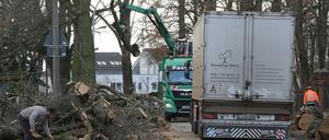 Der Stopp der Baumfällungen in der Ruhlsdorfer Straße ist mit der Entscheidung aufgehoben worden. 