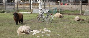 Schafsriss Buchholz. Auf einem Grundstück im Beelitzer Ortsteil Buchholz wurden vermutlich von Wölfen in der Nacht sechs Mutterschafe gerissen und zwei Lämmer schwer verletzt.