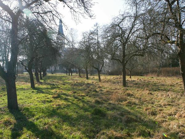 So sah der Schlosspark Güterfelde vorher aus.