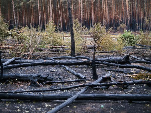 Bei Treuenbrietzen standen im Juni große Waldflächen in Flammen.