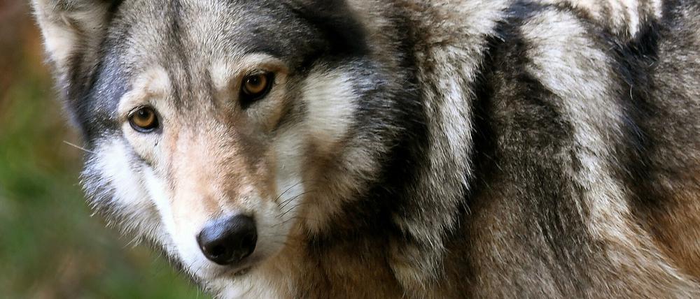 Wolf, Hund oder Hybride? Für den Laien ist das nicht immer einfach zu erkennen. Erst die Genanalyse bringt absolute Sicherheit. 