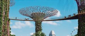 Die sogenannten „Supertrees“ sind in Singapur eine Touristenattraktion und außerdem Wassersammler sowie Stromerzeuger.