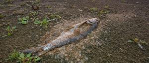 Ein toter Fisch, der schon stark verwest ist, liegt am Ufer vom deutsch-polnischen Grenzfluss Oder. 