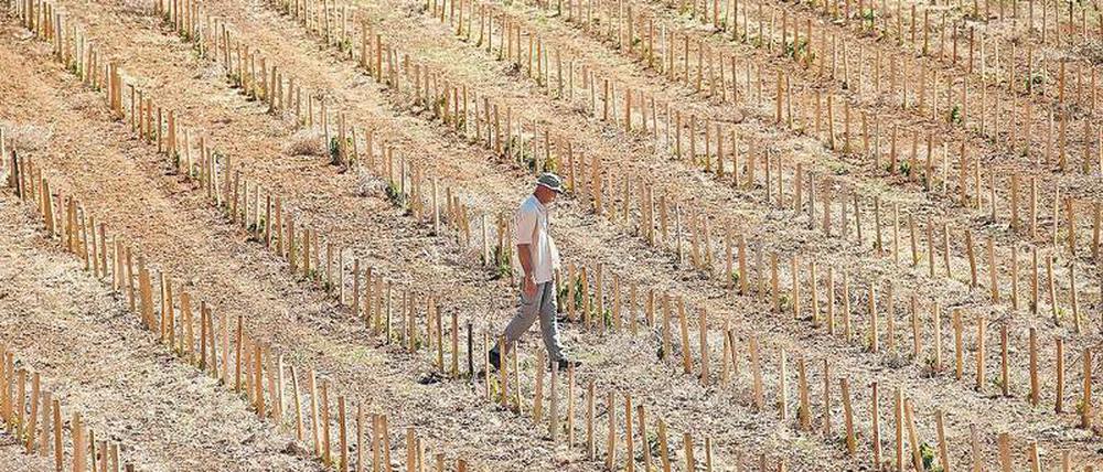 Dürre Aussicht. Ein französischer Weinbauer mit seinen frisch gepflanzten Weinstöcken im September 2016. Künftig werden noch längere und stärkere Trockenperioden erwartet.