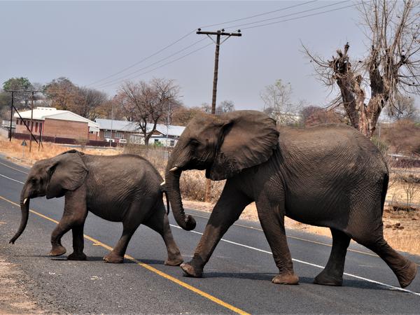 Elefanten (Loxodonta africana) in Botswana halten sich normalerweise eher fern von menschlichen Siedlungen.