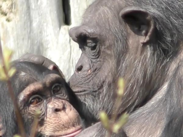 Schimpansen und Bonobos erkennen Individuen, auch wenn sie sie mehrere Jahrzehnte lang nicht gesehen haben.